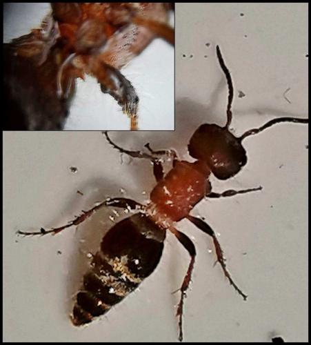 Réf. 321 665 : Myrmilla capitata